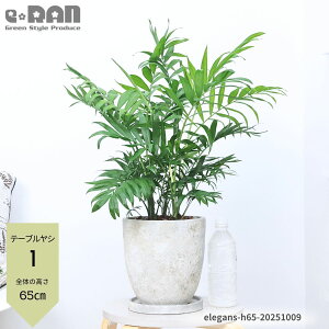 yIׂ錻izlC̃e[uVi`hAEGKXj7TCY 60`70cm GbOZg|bg Mt Ǘ 엿܃v[g p[[V GKXp[