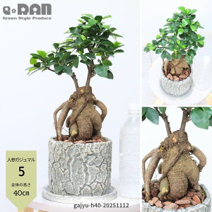 yIׂ錻izϗtA lQKW} Zg|bg 5~6TCY 30`45cm KW}̖ xr[[t ܂ 򍪐A オ  jWKW} A K