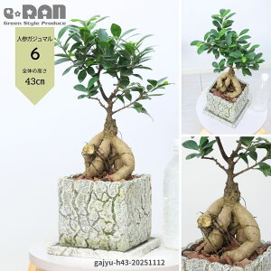 yIׂ錻izϗtA lQKW} Zg|bg 5~6TCY 30`45cm KW}̖ xr[[t ܂ 򍪐A オ  jWKW} A K