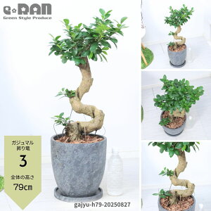 【選べる現品発送】縁起の良い ガジュマル 昇り竜 極太 接木 エッグセメントポット 8号サイズ 高さ約70〜90cm前後 ベビーリーフ がじゅまる ガジュマルの木 曲がり樹形 ガジュマル 風水 鉢植