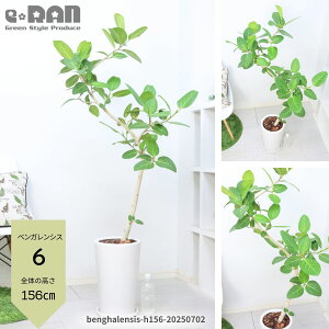 【選べる現品発送】フィカス ベンガレンシス 高さ100〜165cm 陶器鉢 7号〜9号サイズ 白 ラウンド ホワイト 角 スクエア 受皿付 人気 曲がり樹形 自然樹形 おしゃれ ゴムの木 ボダイジュ フィカ