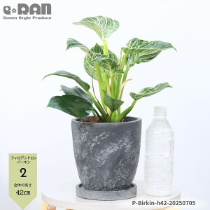 yIׂ錻iz ϗtA  tBfh o[L 6TCY GbOZg|bg 40`50cm Philodendron eBirkinf TgCȃtBfBh Ǩ` e[uO[