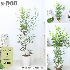 【選べる現品発送】人気のオリーブの木 品種 ひなかぜ 8号鉢 高さ120〜150cm プラコッタ鉢 白 黒 観葉植物 中型 大型 Olea オリーブ お祝い 新築祝い ベランダ ギフト ガーデニング シンボルツリー 耐暑性 耐病性 耐寒性 苗木 事務所移転祝い 厳選 ナチュラルガーデン