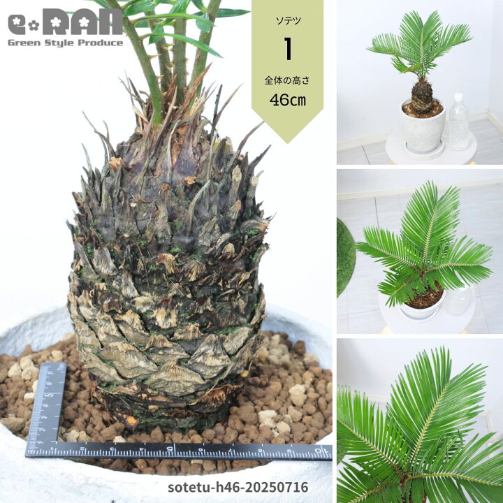 楽天市場】【選べる現品発送】観葉植物 ソテツ(蘇鉄・そてつ) セメント 
