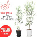 【選べる現品発送】人気のオリーブの木 品種 ひなかぜ 高さ120〜170cm 8～10号鉢 プラコッタ鉢 白 黒 観葉植物 中型 大型 Olea オリーブ お祝い 新築祝い ベランダ ギフト ガーデニング シンボルツリー 耐暑性 耐病性 耐寒性 苗木 事務所移転祝い 厳選 ナチュラルガーデン