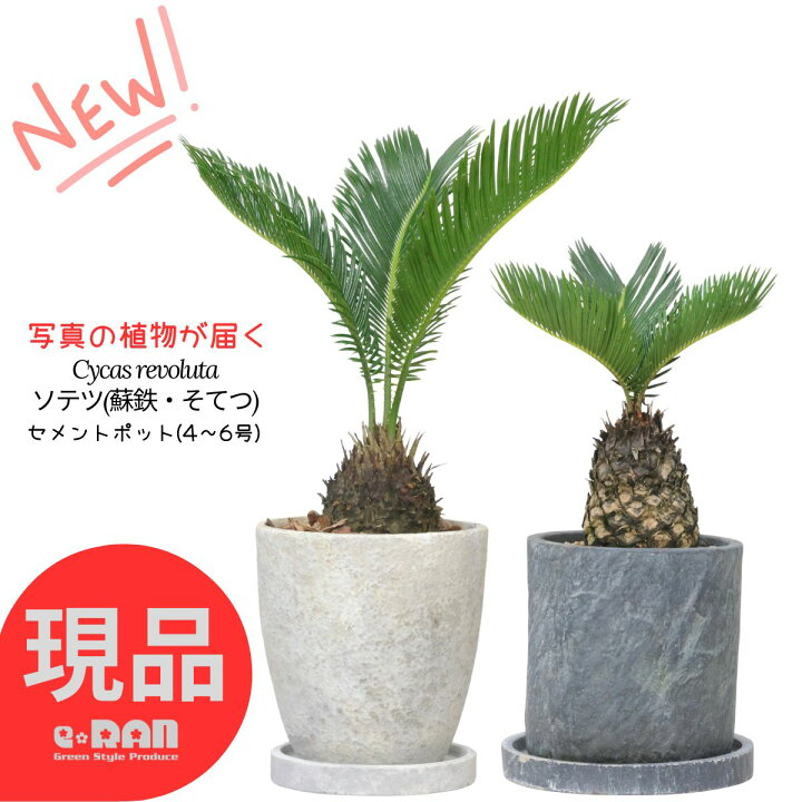 楽天市場】【選べる現品発送】観葉植物 ソテツ(蘇鉄・そてつ) セメント 