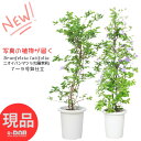 【選べる現品発送】アロマ 植物 ニオイバンマツリ 7〜9号鉢 高さ約95〜150cm (匂蕃茉莉) 受皿付き さわやかな芳香の花 観葉植物 癒し系 ガーデニング シンボルツリー 庭木 花木 ベランダ 玄関 庭 Brunfelsia latifolia 厳選