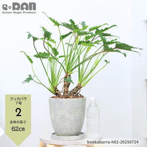 yIׂ錻iztBfh NbJo 50`70cmO GbO Zg|bg 6`7TCY ^ Ă₷ j Vzj  ^ ^UP Ԍt ωA ϊ Philodendro