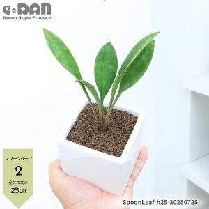 yIׂ錻izϗtA TXxA Xv[[t 20~35cm 픫  Mt 3`4TCY V_[ L[u A TZxA RVi IgmI  