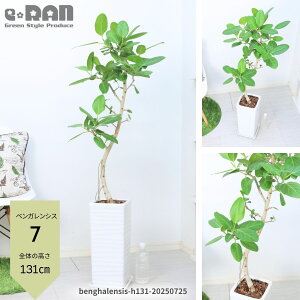 yIׂ錻iztBJX xKVX 100`165cm 픫 7`9TCY  Eh zCg p XNGA Mt lC Ȃ` R`  S̖ {_CW tBJ