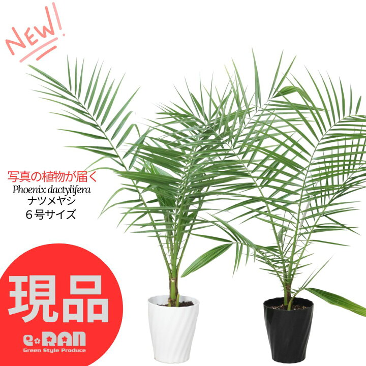 楽天市場】【選べる現品発送】人気のヤシ ナツメヤシ 6号鉢 高さ約70 