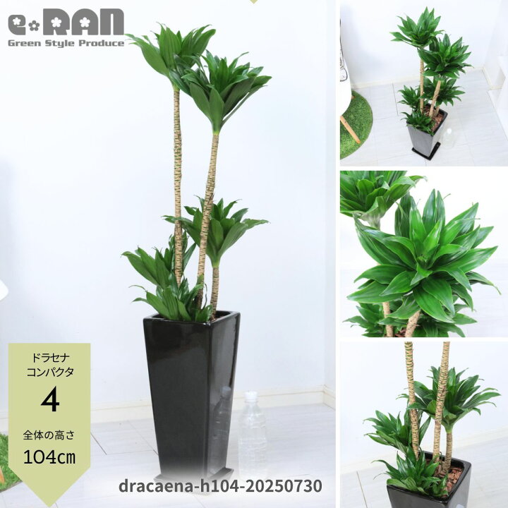楽天市場】【選べる現品発送】観葉植物ドラセナ コンパクタ 陶器鉢 白 