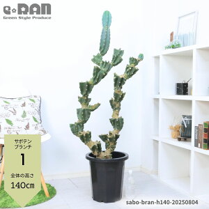 _|Cg2{^yIׂ錻iz10 gQ T{e u` Ö ڂ ؉ A dgz  gQiV T{e ^ Sʊp LJN  Cereus hildmannianus P