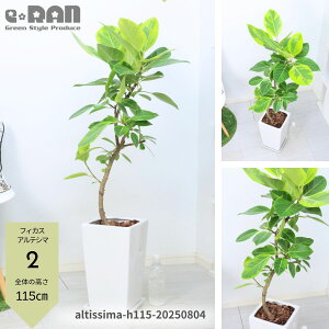 yIׂ錻iztBJX AeV} 90`125cm 픫 7`8 Ȃ` ϗtA rO Mt 엿܃v[g Ficus altissima oGK^rbOTCY S̖ AeV[} 