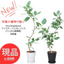 【選べる現品発送】フィカス ベンガレンシス ゴムの木 8号鉢 観葉植物 大型 115〜160cm 曲がり樹形 自然樹形 ベンガル 菩提樹 おしゃれ シンボルツリー 室内 インテリアグリーン 白 黒 丸型 ラウンドポット ホワイト ブラック 開店祝い 新築祝い ゴム婚式