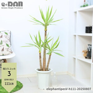 _|Cg2{^yIׂ錻iz 胆bJ Gt@eByX 8 115`140cm Yucca elephantipes E[c iN̖؁jI  ^ d^ Vzj JƏj lC M