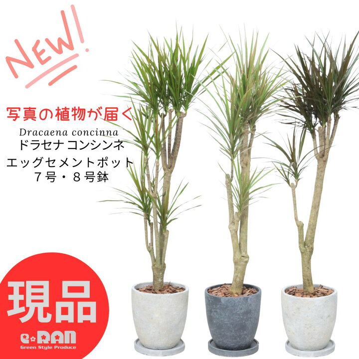 楽天市場】【選べる現品発送】観葉植物 ドラセナ コンシンネ 高さ100 