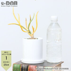yIׂ錻iz T{e  AXgtBc Jvgf[TG  20`30cm 3TCY 픫  Astrophytum'Caput Medusae' e[uO[  rU[vc f