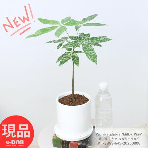  pL ~L[EFC 45cm 픫  Ǘ Mt 엿܃v[g ϗtA  Y AȐA V̐ tC ʕ ς Ϗܗp CeAO
