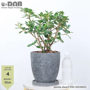 yIׂ錻izRp_ KW} GbOZg|bg 6E7TCY 30`55cm A 󏭎 tBJX Mtg p_ ϗtA KW} h[t ␫ ܂ K̖ 