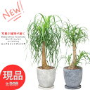 ＼ポイント5倍／【選べる現品発送】 幹太 観葉植物 ポニーテール ノリナ(トックリラン) エッグセメントポット 8号サイズ 高さ約70〜100cm 耐寒性 Nolina 古木 徳利蘭 ボトルツリー 壺植物 多肉植物 塊根植物 大型 個性的 インテリアグリーン 育てやすい 人気 植物