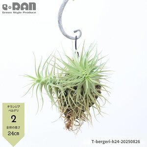 _|Cg2{^yIׂ錻izϗtA GAvc `WA xQ A傫20`30cm C[݂ GA[vc ؔ RN Ö eBWA ݂邷A t 