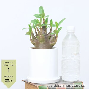 yIׂ錻iz򍪐A AfjE ArJ ubNXL 20`30cm 4`5TCY 픫 ϗtA denium arabicum cv. 'BlackSkin' ͓̑I ̃o AfjE ArN 