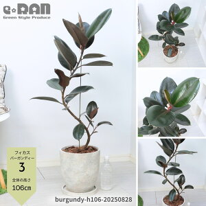 yIׂ錻izϗtA S̖ tBJX o[KfB[ Ȃ` 8TCY 100`120cm GbOZg|bg Mt Ă₷A IV _ iȃCeAO