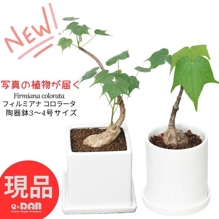 楽天市場】フィルミアナ コロラータ 塊根植物 コーデックス 3号 4号鉢 