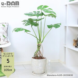 yIׂ錻iz ϗtA オ Xe fLI[T 8TCY 80`125cm GbOZg|bg  ^Abv JXj ړ]j j fVI[T fLIT Monst