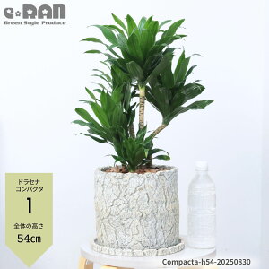 yIׂ錻iz Mtg hZi RpN^ 6TCY NbNZg|bg 50`70cm Ă₷ϗtA A hZi [lbL[ ␫ihZi fVXj x