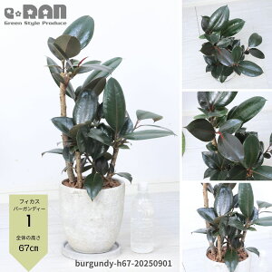 yIׂ錻izϗtA S̖ tBJX o[KfB[ 60`80cm GbOZg|bg 7TCY Mt Ă₷A IV _ iȃCeAO[ o[K