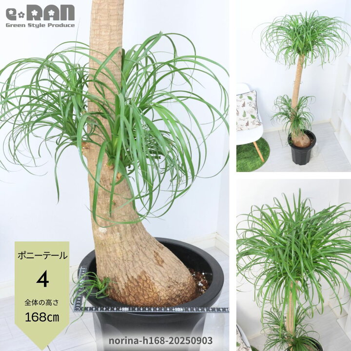 楽天市場】【選べる現品発送】観葉植物 大型 ポニーテール 10号鉢 高さ 