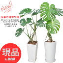 【選べる現品発送】幹上がり モンステラ デリキオーサ 高さ約100〜130cm 陶器鉢 白 黒 7〜9号サイズ 観葉植物 おしゃれ 鉢 新築祝い 風水 金運アップ 幹上がり 湧き出る水 おしゃれ Monstera deliciosa デリキオサ デリキオーサ 鳳来蕉 穴の開いた葉 南国