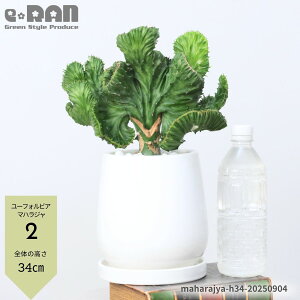 【選べる現品発送】多肉植物 ユーフォルビア マハラジャ 高さ約30〜40cm newエッグホワイト陶器鉢 5号サイズ コーラルピンク 白 緑 赤紫 ユウヤケサンゴ 受皿付き おすすめ 大明神 ラクテア 観