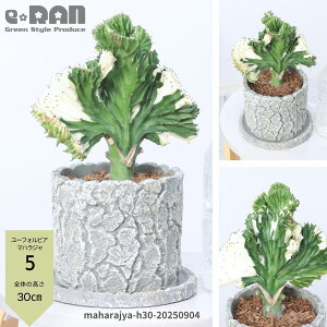 _|Cg2{^yIׂ錻izA [tHrA }nW 25`40cm Zg|bg 4`5TCY Mt R[sN   Ԏ EPTS  喾_ 