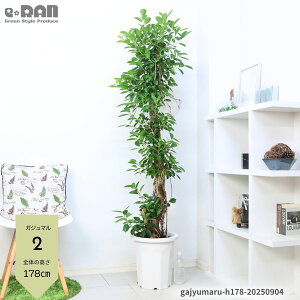 _|Cg5{^yIׂ錻izϗtA ^ KW} 10  ؎d 150`190cm Mt Ǘt ܂ KW}̖ Ă₷A  K̖ Վ L