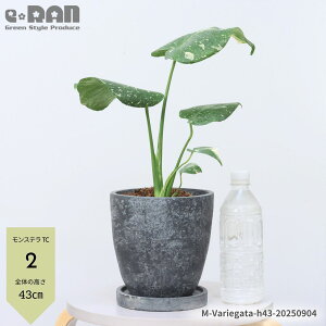 _N[|&|Cg^yIׂ錻iz ϗtA  Xe fVI[T ^CRXe[V 30`50cmO GbOZg|bg 6TCY 󏭎 Ǘ Mt