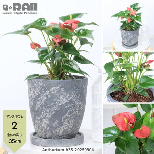 yIׂ錻izԔ Mtg AXE AhAi 6TCY GbOZg|bg 30~50cm Ԃ A e[uO[ v[g lC ϗtA   J[ 