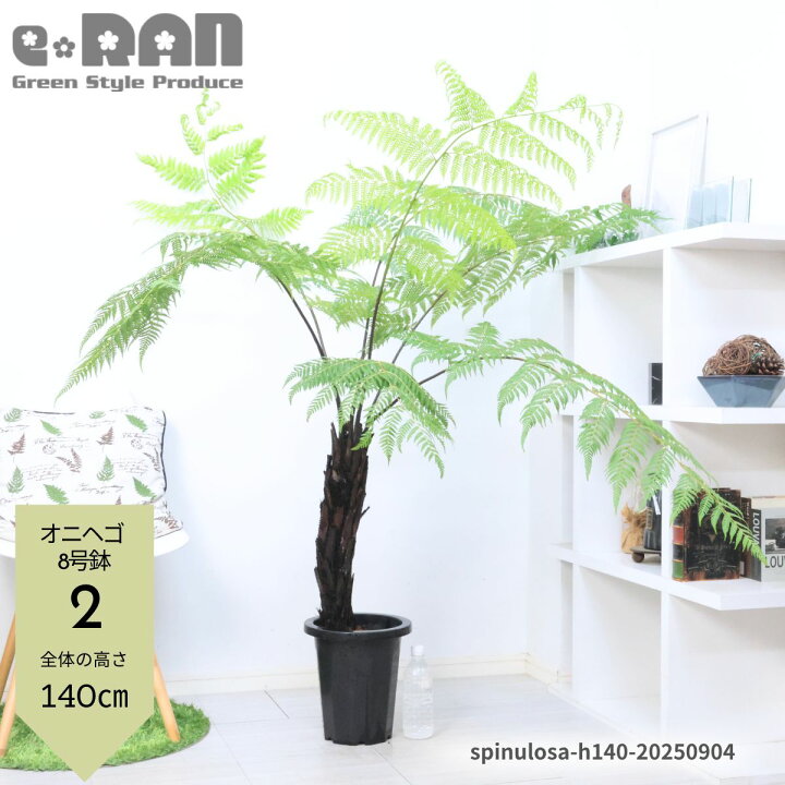 楽天市場】【選べる現品発送】観葉植物 ヘゴ オニヘゴ 5〜8号鉢 高さ約 