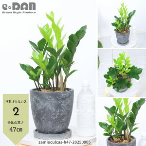 yIׂ錻izU~INJX U~tH[A 35`50cmO Zg|bg 5E6TCY K Zamioculcas zamiifolia ȗt U~AωA TgC U~INJX  