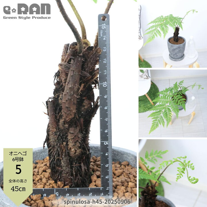 楽天市場】【選べる現品発送】シダ植物 オニヘゴ 希少種 セメント 