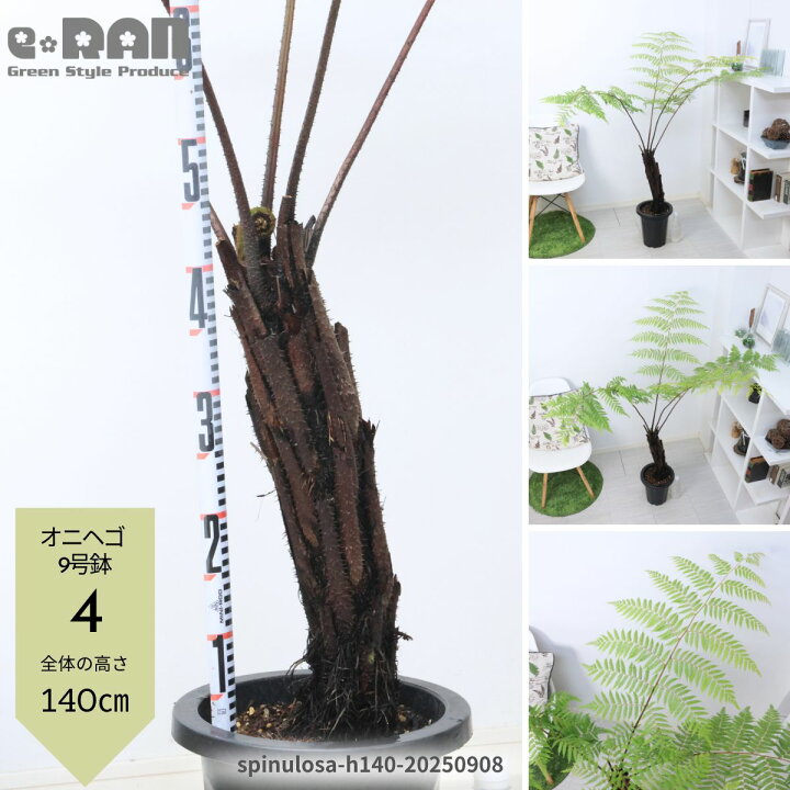 楽天市場】オニヘゴ ヘゴ 観葉植物 シダ植物 5号 6号 7号 8号鉢 高さ約 