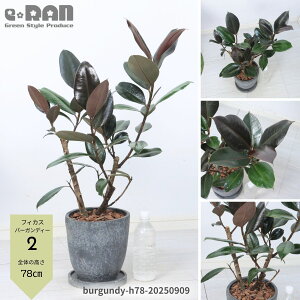 yIׂ錻izϗtA S̖ tBJX o[KfB[ 60`80cm GbOZg|bg 7TCY Mt Ă₷A IV _ iȃCeAO[ o[K