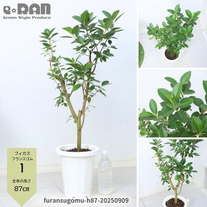 yIׂ錻izϗtA  tXS 6 80`100cm tBJX rMm[T ` R` CeAO[ Z΂̗t tXS̖ ӂ񂷂 S