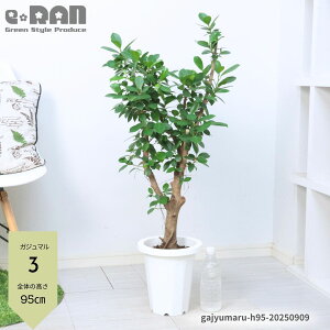 【選べる現品発送】観葉植物 ガジュマル 7号鉢 高さ約70〜120cm 多幹樹形 原木樹形 朴樹形 自然樹形 管理説明書付き 受皿付き がじゅまる 縁起の良い ガジュマルの木 育てやすい植物 風水 多