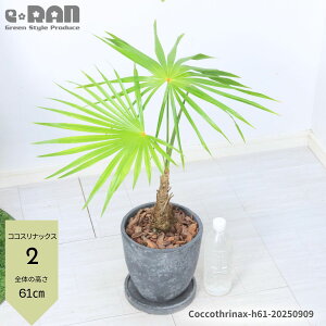 yIׂ錻izϗtA V̖  RRXibNX 7TCY 60`80cm GbOZg|bg x A ϊV t t@[t RN^[Yvc z\GN