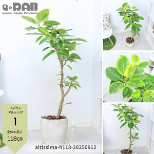 yIׂ錻iztBJX AeV[} 120`140cm GbOZg|bg 8TCY Ȃ` R` ` ϗtA Ǘ Mt Ficus altissima S̖ AeV} o
