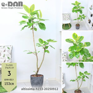 yIׂ錻iztBJX AeV[} 120`140cm GbOZg|bg 8TCY Ȃ` R` ` ϗtA Ǘ Mt Ficus altissima S̖ AeV} o