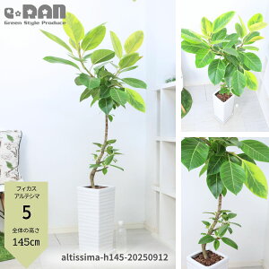 _|Cg2{^yIׂ錻iztBJX AeV[} 120`150cm 픫 8`9 Ȃ ˂ ` ϗtA ^ Ǘ Mt Ficus altissima oGK^rbOTCY S̖ 